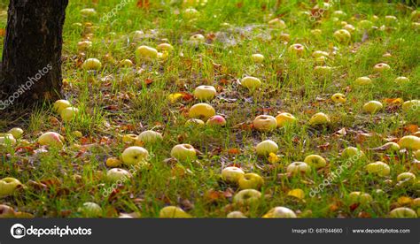 Apples Fall Tree Ground Apple Orchard Many Fallen Rotting Fruits Stock Photo by ©ekina1 687844660