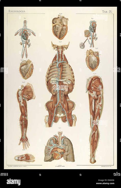 Anatomische Illustrationen Von Sigismond Balicki Aus