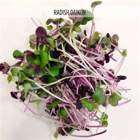 Radish Daikon Kaiware And Yellow Microgreens And Germinations Micro