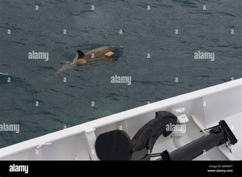 Antarctica South Shetland Islands Killer Whale Orcinus Orca Near