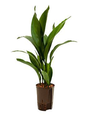 Aspidistra Verzorging Tips Informatie 123planten Nl