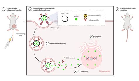 Schematic Representation Of The Anticancer Effect Of A Folate Decorated