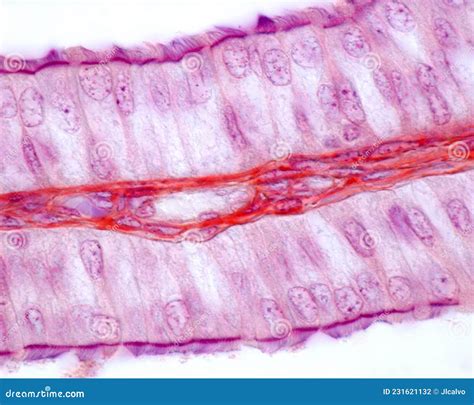 Simple Columnar Ciliated Epithelium Fallopian Tube