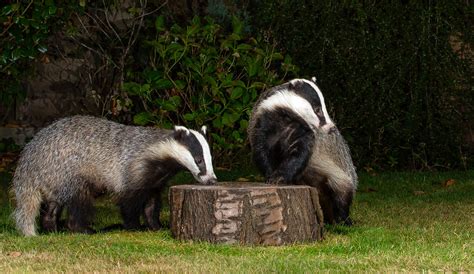 European Badgers Garden Visitors Scientific Name Meles Flickr