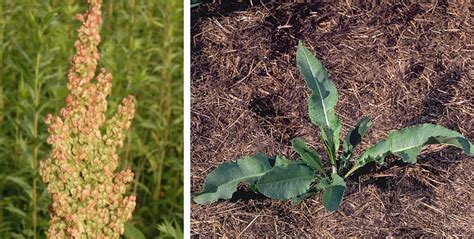 Curly Dock – Rumex crispus – Wisconsin Horticulture