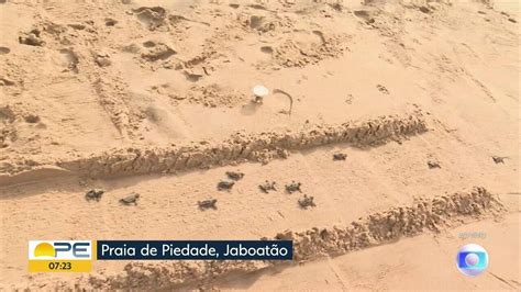 Vídeo Tartaruga De Pente Nascem Na Praia De Piedade Em Jaboatão Dos