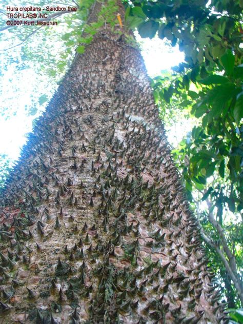 Hura Crepitans Sandbox Tree Other Common Names Ochoo Arbol Del