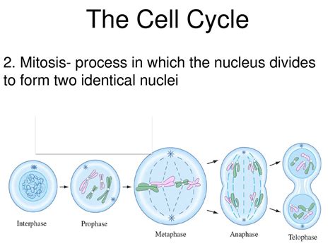 Which Of The Following Produces Identical Nuclei In Cells