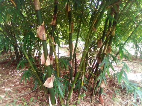 Bamboo Plantation Apc Dec2019 12 Africa Plantation Capital Flickr