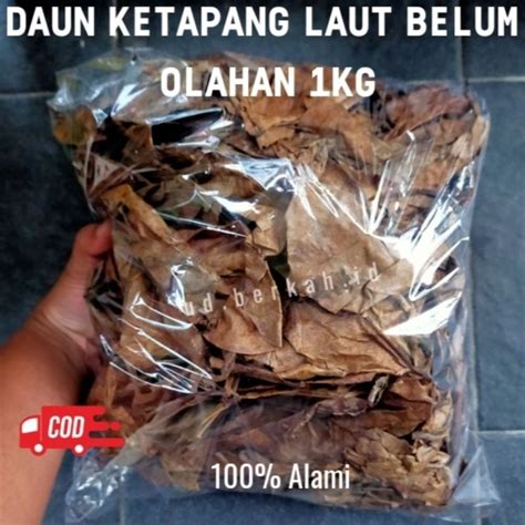 Jual Daun Ketapang Laut Belum Olahan Kg Shopee Indonesia