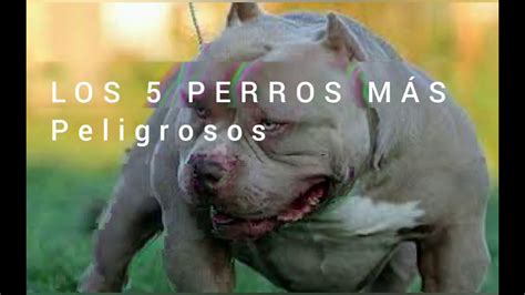 Los Perros Mas Agresivos Del Mundo Youtube