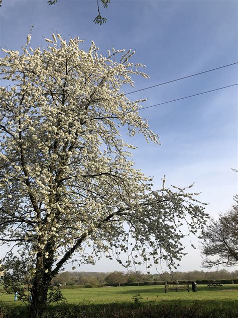 Blossom Tree - Free photo on Pixabay - Pixabay