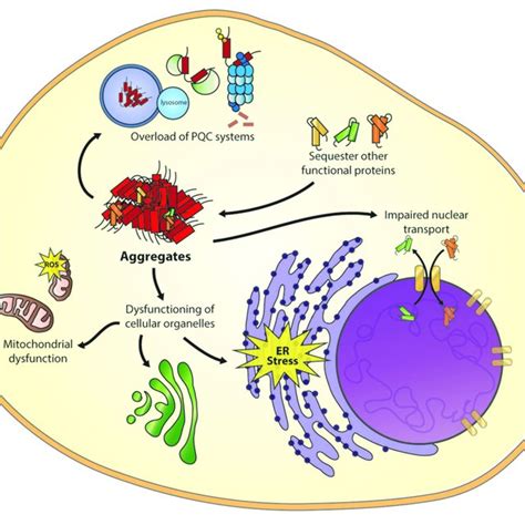 The Aging Cell Important Cellular Processes Are Affected During