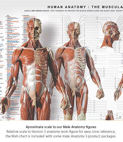 Asis Anatomy - Anatomical Charts & Posters