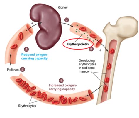 Fcm Block Hematology Flashcards Quizlet