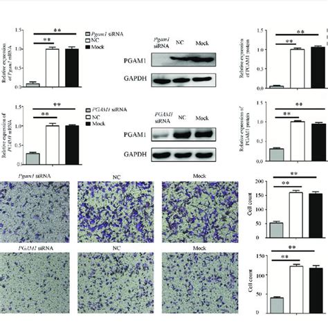 Knockdown Of Pgam Inhibits Cell Migration Of Hepa And Hepg Cells