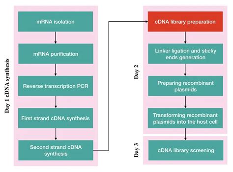 Cdna Synthesis
