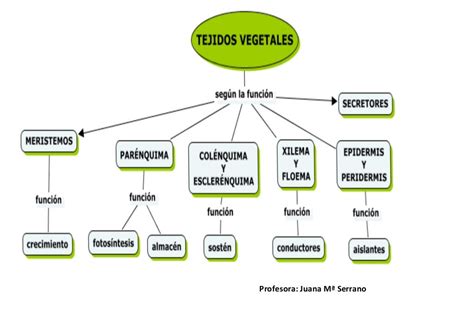 Histologia Vegetal Mapa Conceptual Slingo 70520 The Best Porn Website