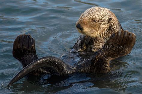 Nutria Marina Enhydra Lutris