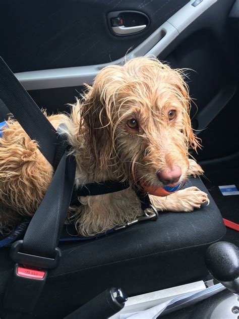 How To Keep Your Car Clean From A Muddy Cockapoo Cockapoo Hq