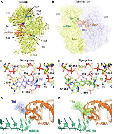 Binding Site Of Tetracyclines On The Ribosome A Primary Tet1 And