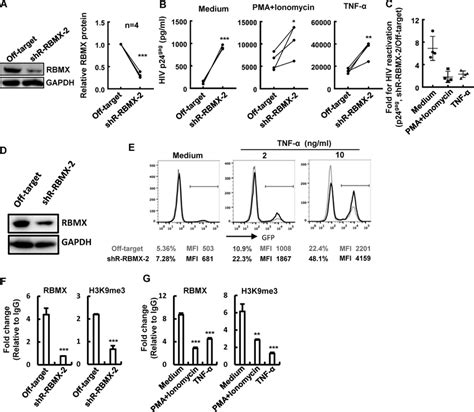 RBMX Maintains HIV 1 Latency A To E RBMX Knockdown Promotes HIV 1