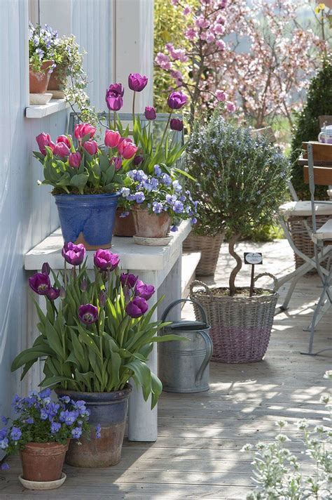 Frühlings Terrasse mit Tulipa Purple Bild kaufen 12185784