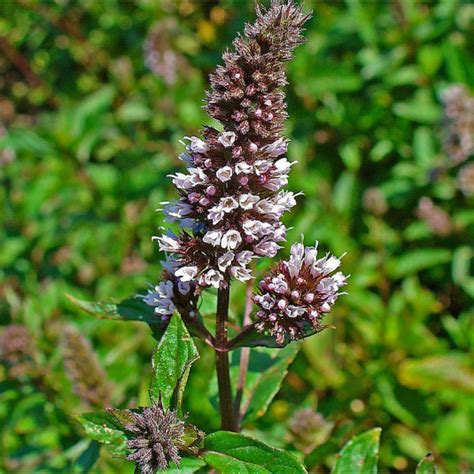 Menthe Poivr E Senior Vente Mentha Piperita Plant Mesarbustes