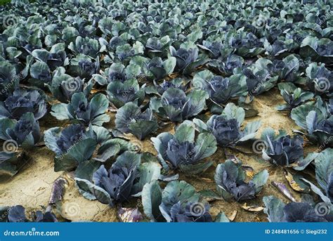 Large Vegetable Field With Red Cabbage Stock Photo Image Of Country