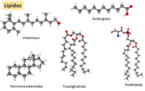 Bioquimica