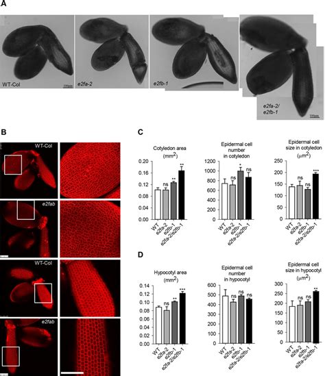 E Fa And E Fb Are Dispensable For Embryonic Cell Proliferation A