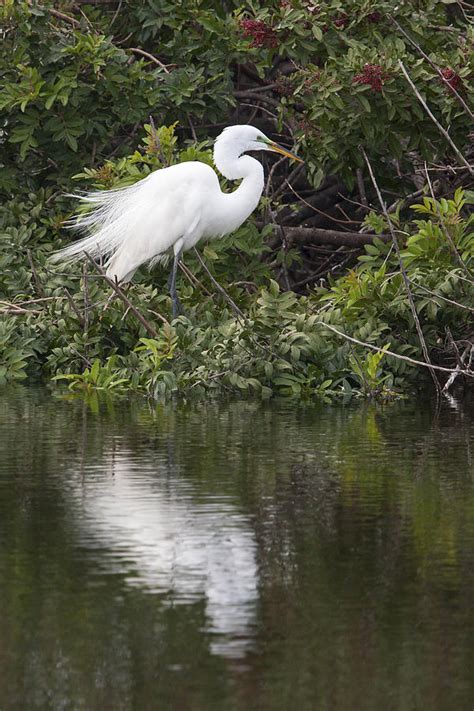 Great Egret Reflected Photograph By Sally Weigand Fine Art America