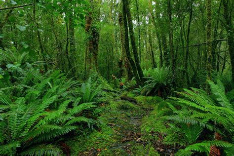 Flora Hutan Yang Terdiri Dari Jenis Tumbuh Tumbuhan Disebut Hutan