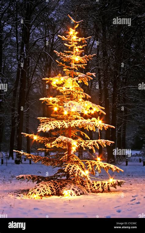 lluminated snowy christmas tree in the woods at night Stock Photo - Alamy