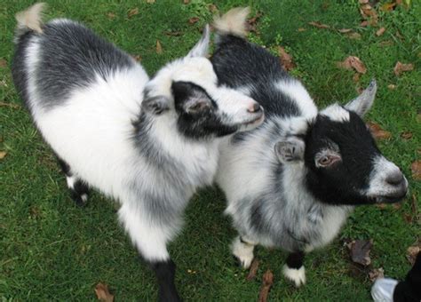 Do Pygmy Goats Make Good Pets? - PetHelpful