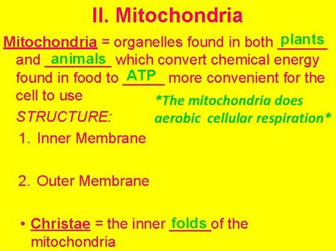 Biology Notes Cell Energy Part 4 Pages 113