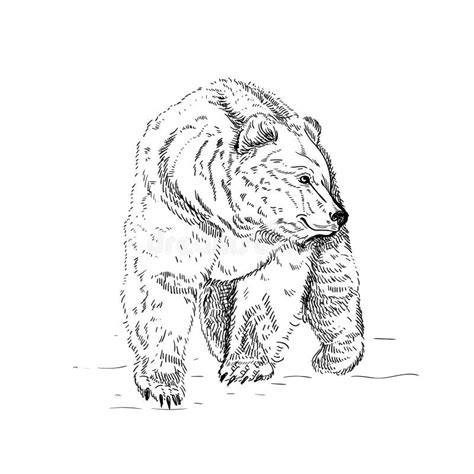 Preto E Branco Grave O Urso Isolado Do Vetor Ilustra O Do Vetor