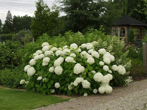 Pallohortensia Hydrangea Arborescens Viheraarni Annabelle Taloon