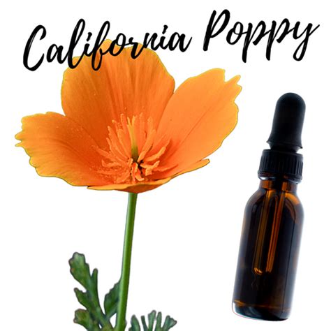 California Poppy Tincture Yahs Apothecary