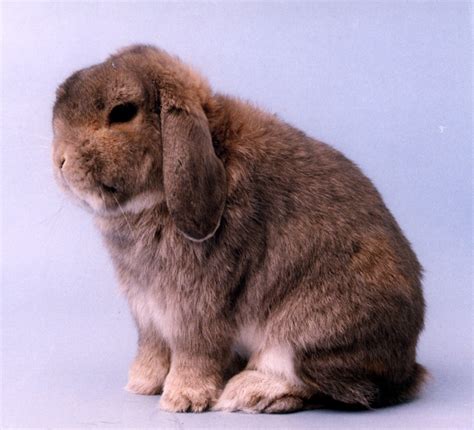 Brachycephalic Syndrome In Rabbits Lapis Vetlexicon