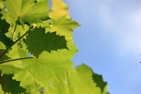 Лето Виноград Листья - Pixabay의 무료 사진 - Pixabay