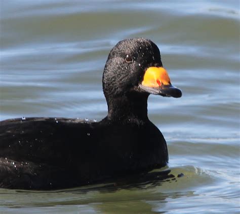 Top 90+ Pictures Black Water Bird With Long Neck Sharp