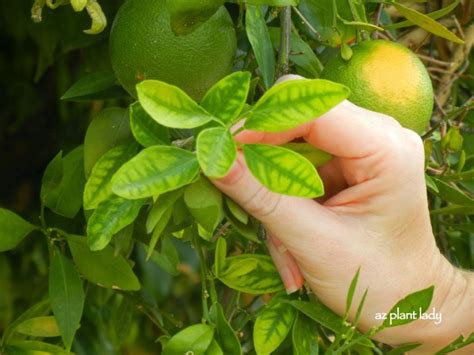 How To Protect Citrus Trees From A Heatwave