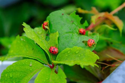 9 Good Bugs for Your Garden and How to Attract Them - EcoWatch