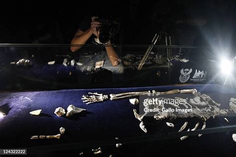 35 Australopithecus Sediba Photos & High Res Pictures - Getty Images