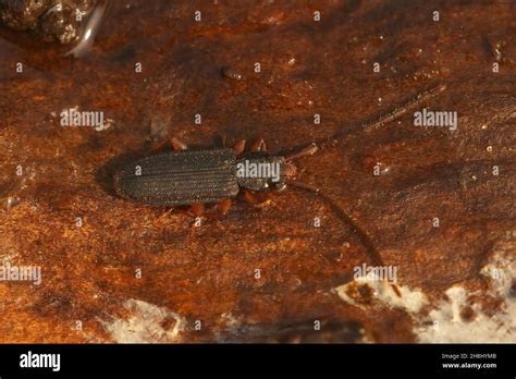 Silvanid Flat Bark Beetles Hi Res Stock Photography And Images Alamy