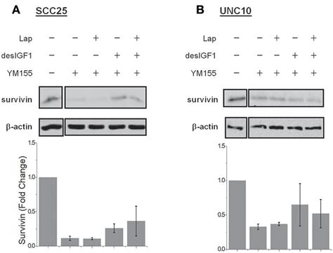 Ym155 Inhibits Survivin Expression And Reverses Igf 1 Induction Scc25 Download Scientific