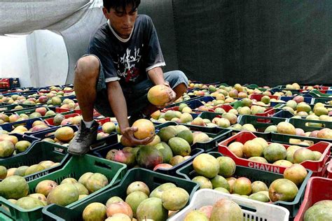 El Mango Piurano Es Bien Acogido En El Mercado De Corea