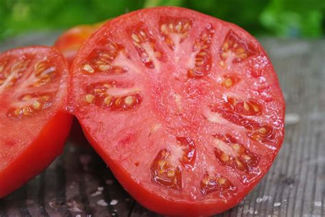 Buy best beefsteak tomato plant varieties - Arad Branding