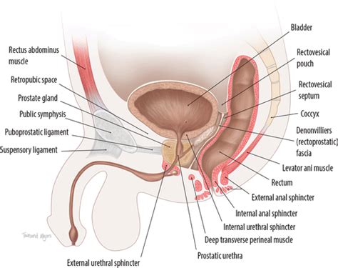 Anatomy Of The Male Reproductive Organs Of The Pelvis 42 OFF